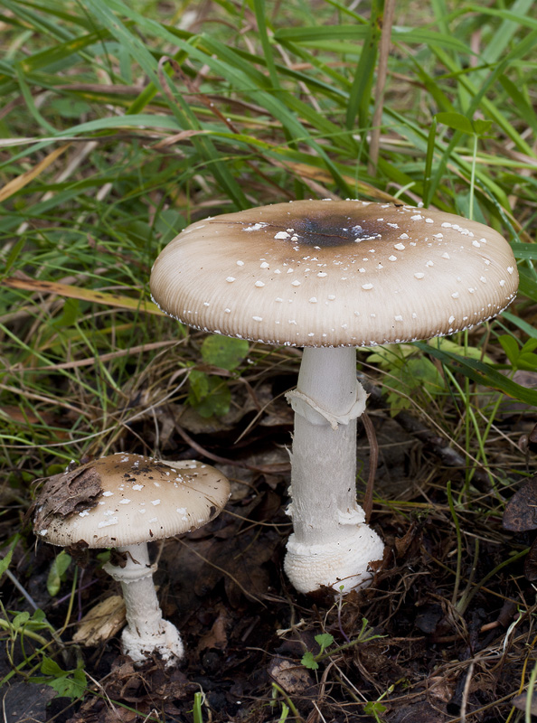 Amanita pantherina